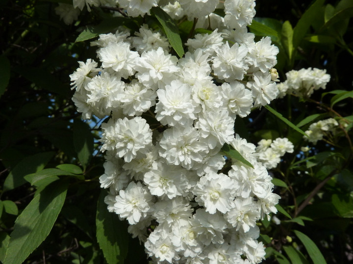 P1000813