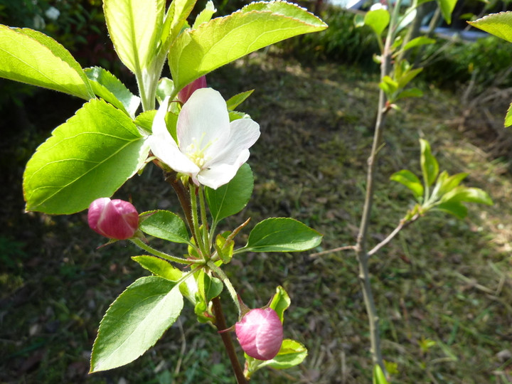 P1000816