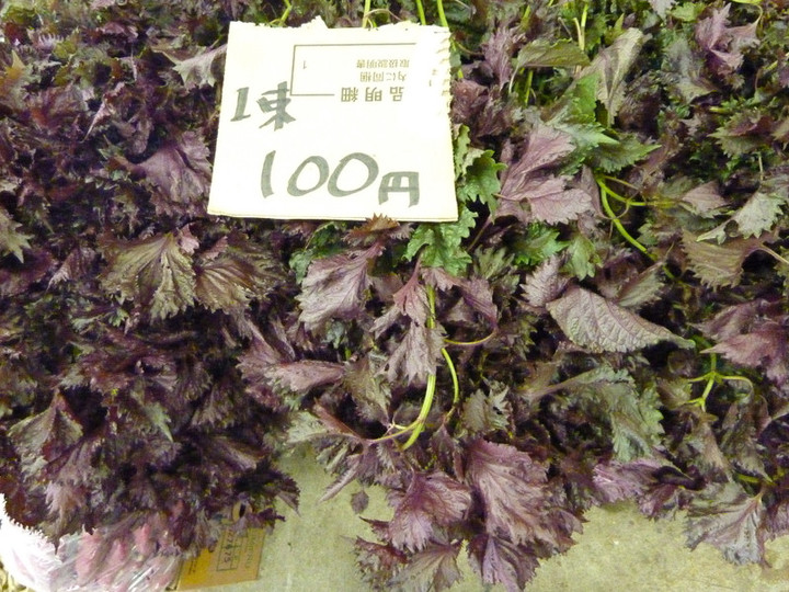 P1010295