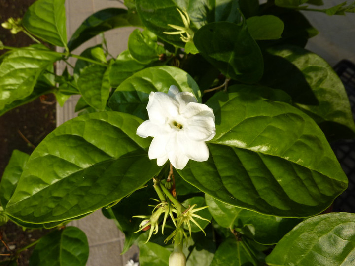P10105771