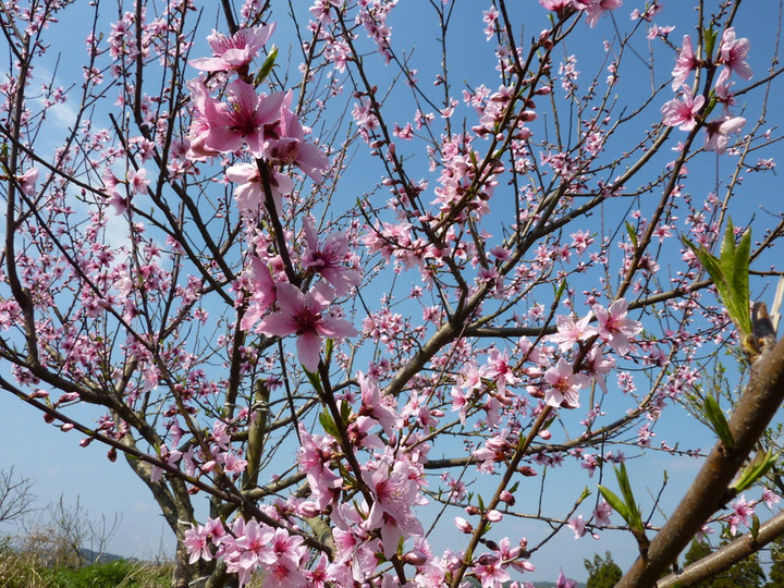 P1020722