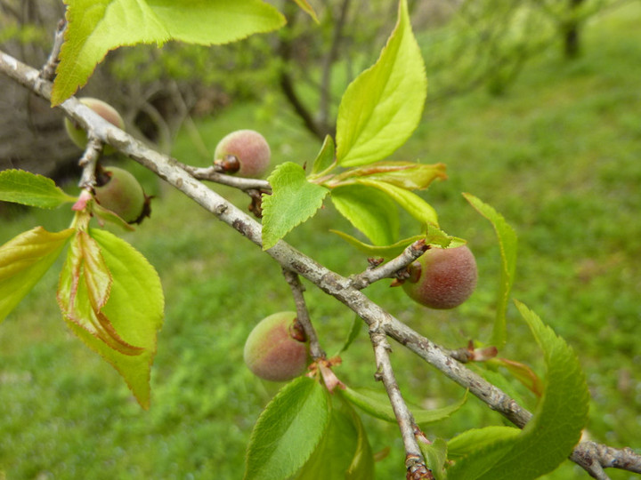 P1020782