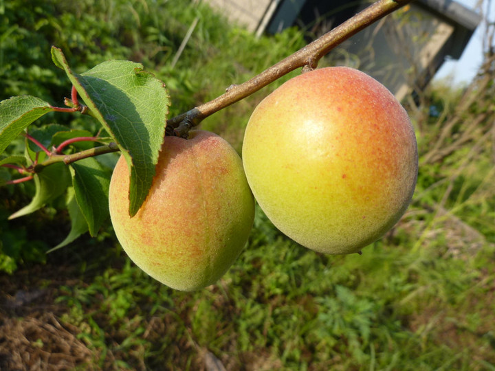 P1070216