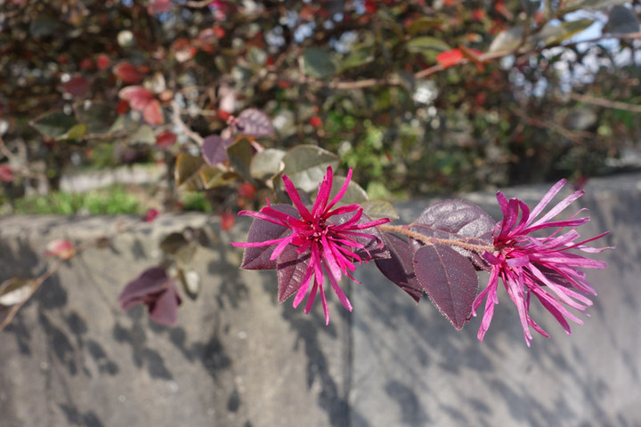 Dsc00417