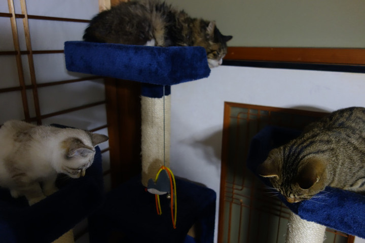 Dsc00730 Dsc00730