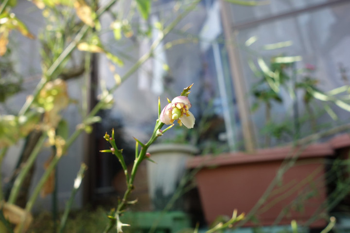 Dsc04103