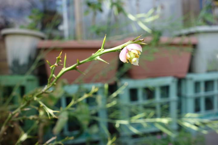 Dsc04104