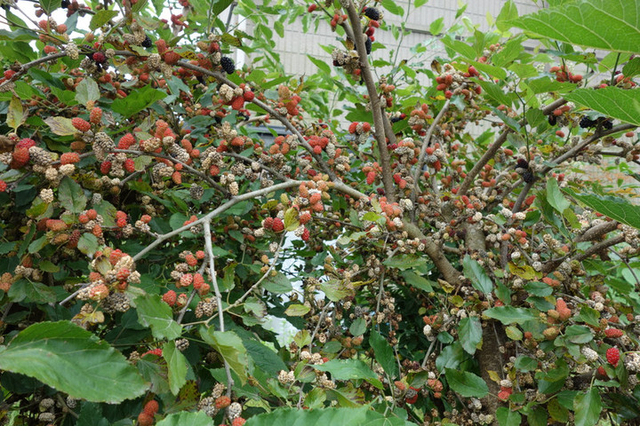 Dsc04161