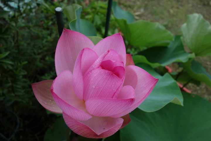 Dsc04393 Dsc04393