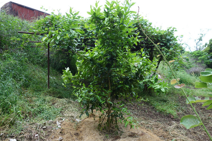Dsc04667