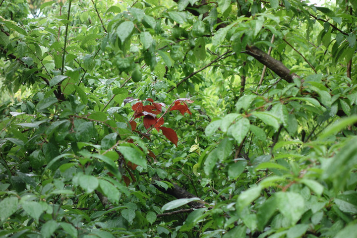 Dsc04708