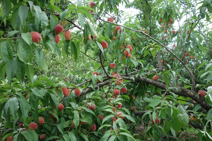 Dsc04853