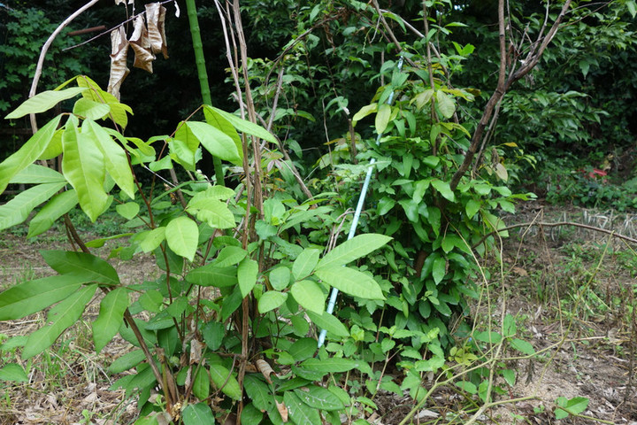 Dsc05036