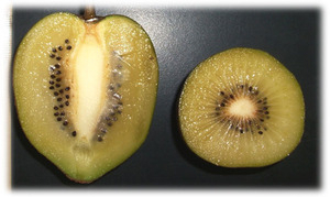 2013kiwi_t_gold_1thumb300x1793595