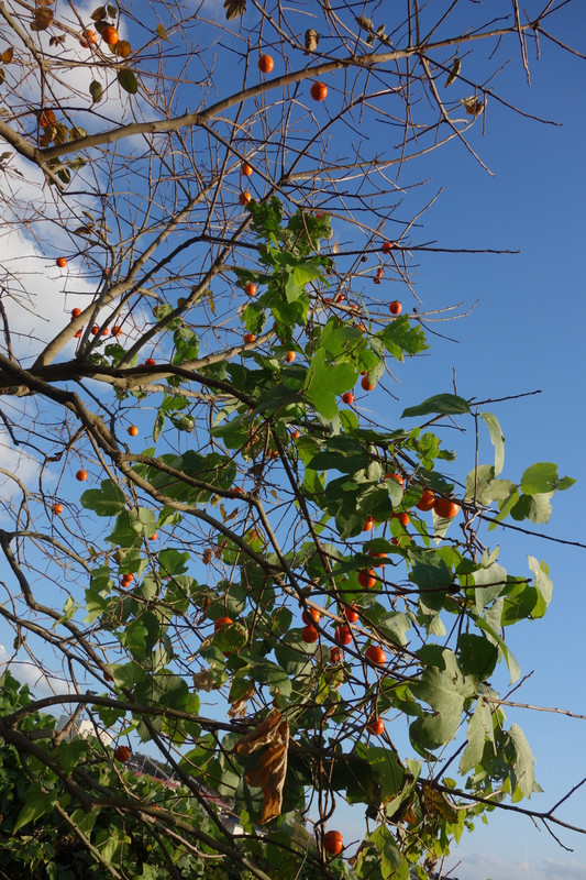 Dsc05305