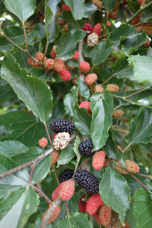 Dsc05841