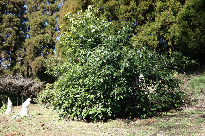 Dsc05536