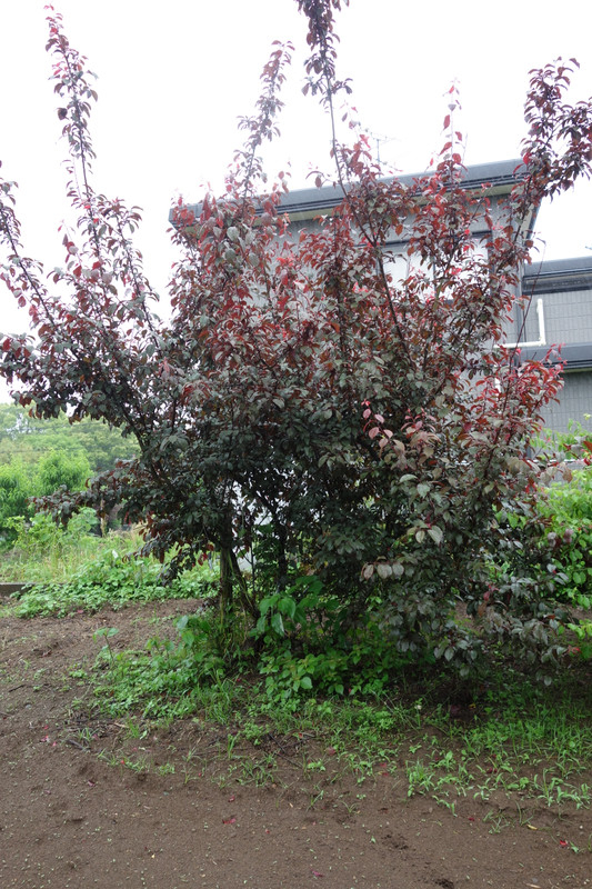 Dsc05889