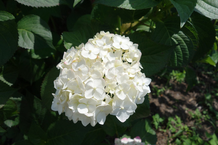 Dsc06010
