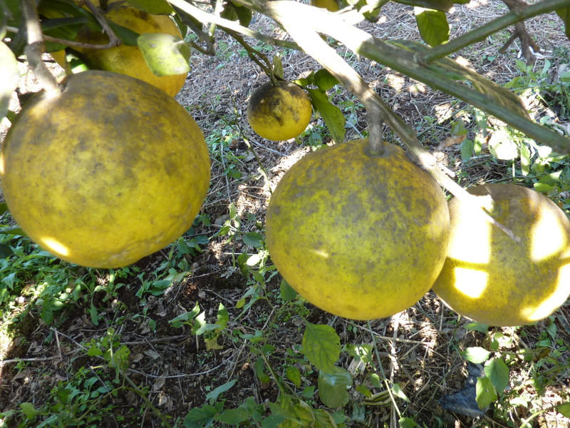 ファーム武岡物語 柑橘類のすす病